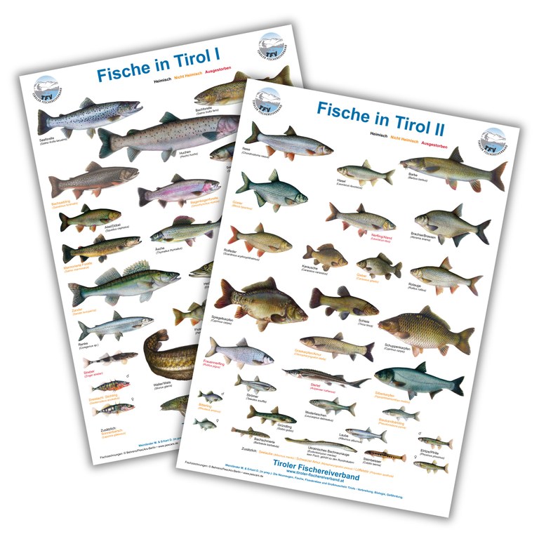Poster-Webshop.jpg